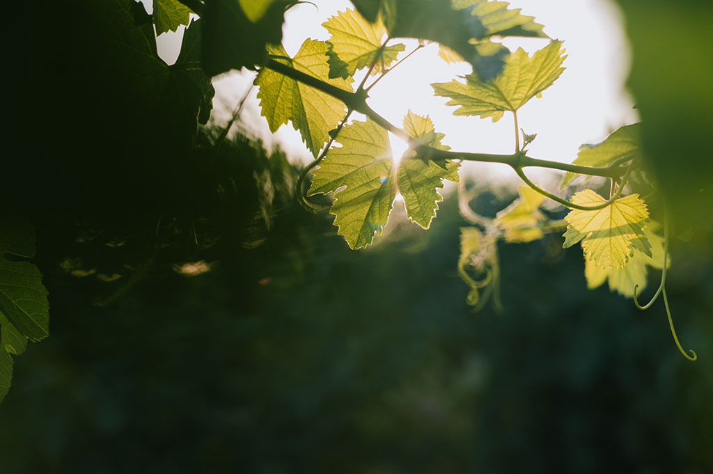 Arvad Vineyard at golden hour, with the pergola visible above the rows.
